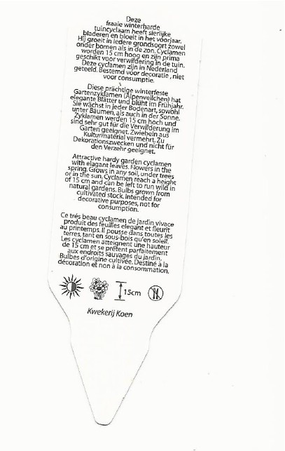 Cyclamen coum 0002.jpg